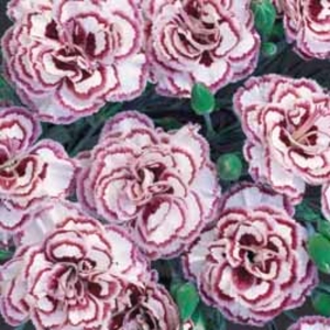 Pinks Grans Favourite (Clove Scented) - 5 plug plants