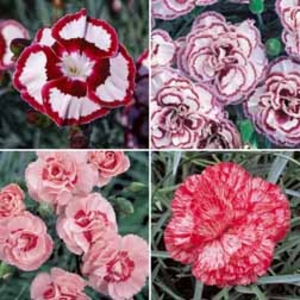 Pinks Half Price Collection (Clove Scented) - 20 plug plants - 5 of each