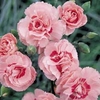 Pinks 