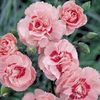 Pinks 