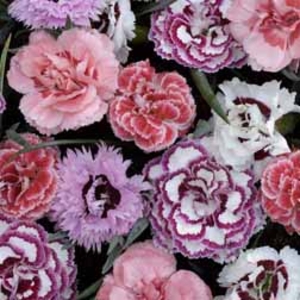 Pinks 