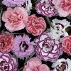 Pinks 