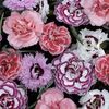 Pinks 