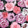 Pinks 