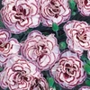 Pinks 