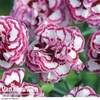 Pinks 
