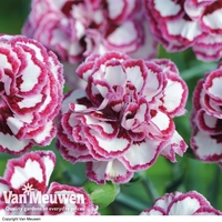 Pinks 
