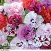Pinks Scents of Summer Collection