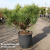 Pinus densiflora 