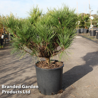 Pinus densiflora 