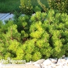 Pinus mugo 