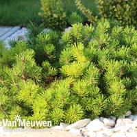 Pinus mugo 