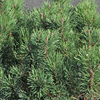 Pinus mugo 