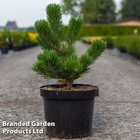 Pinus nigra 