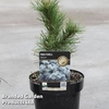 Pinus parviflora 