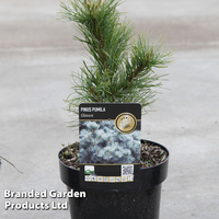 Pinus parviflora 