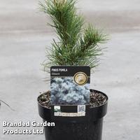 Pinus parviflora 