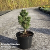 Pinus thunbergii 