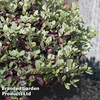 Pittosporum tenuifolium 