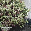 Pittosporum tenuifolium 
