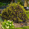 Pittosporum tenuifolium 