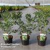 Pittosporum tobira