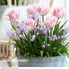 Plant-O-Mat Bulbs Tulip 