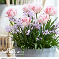 Plant-O-Mat Bulbs Tulip 