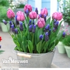 Plant-O-Mat Bulbs Tulip 