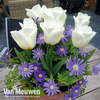 Plant-O-Tray Bulbs Tulip 
