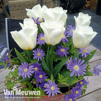 Plant-O-Tray Bulbs Tulip 