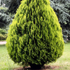 Platycladus orientalis 