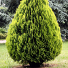 Platycladus orientalis 