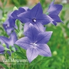 Platycodon grandiflorus 