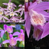 Pleione Orchid Collection - 3 bulbs