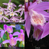 Pleione 