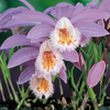 Pleione 