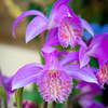 Pleione 