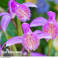Pleione 