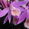 Pleione 