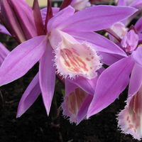 Pleione 