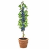 Plum Black Amber (Mini Fruit Tree) - 1 plum plant in 9cm pot