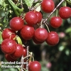 Plum 