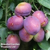 Plum 