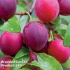 Plum 