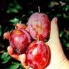 Plum 