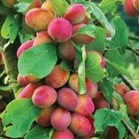 Plum 