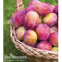 Plum 