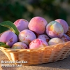 Plum 