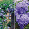 Plumbago Auriculata - 2 plants in 9cm pots